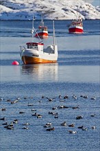 A flock of common eiders