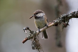 Grey-headed chickadee