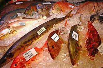 Various exotic food fish