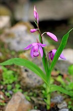 Hardy chinese ground orchid