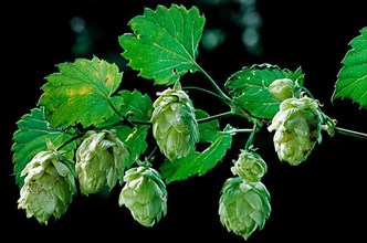 Close up of branch with leaves and hop