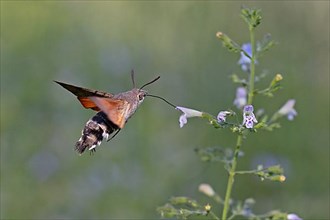 Hummingbird hawk-moth