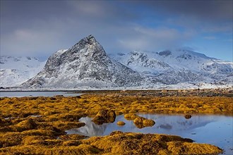 Snow-capped mountains and sea grass on rocks at low tide in the fjord near Malnesvik in winter
