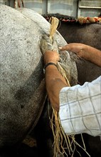 Man braiding horsetail at horse show