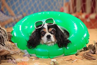 Cavalier King Charles Spaniel