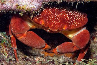 Coral stone crab