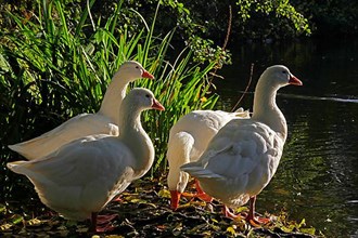 Domestic geese at the moat