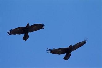 Two common ravens