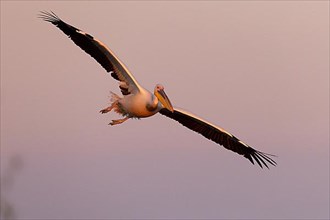 Great white pelican