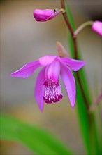 Hardy chinese ground orchid