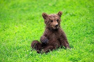European brown bear