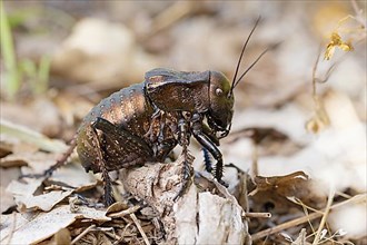 Bronze Glandular bronze glandular bush-cricket