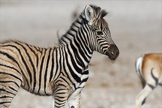 Burchells zebra
