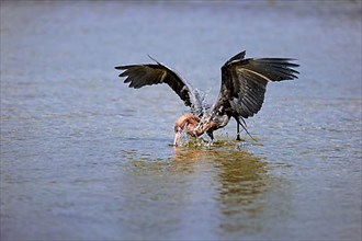 Reddish egret