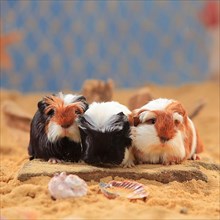 Coronet guinea pigs