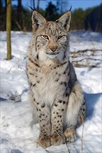 Eurasian eurasian lynx
