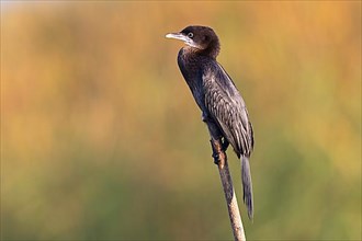 Pygmy Cormorant