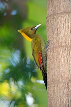 Greater yellownape