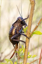 Bronze Glandular bronze glandular bush-cricket