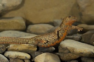 Pyrenean brook salamander