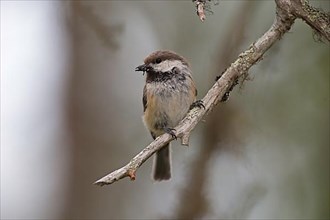 Grey-headed chickadee