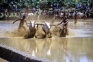 Cattle race is also known as Maramadi