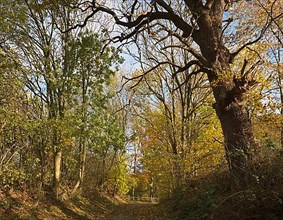 Autumn hiking trail on the Kampenwerder peninsula in the Schaalsee UNESCO Biosphere Reserve