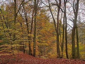 Autumn beech forest in the Lauenburg Lakes nature Park on the edge of the Sterley Heath in the Schaalsee UNESCO Biosphere Reserve