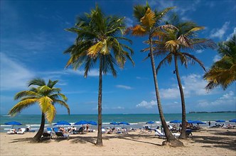 Palm-fringed beach