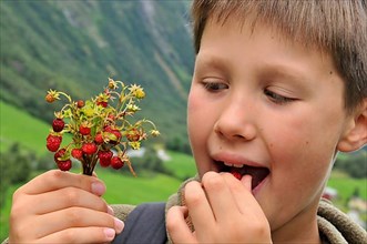Boy eating Wild Strawberries