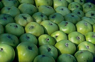 Stack of organically harvested green apples