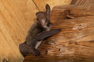 Grey long-eared bat