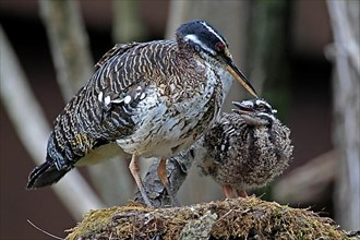 Sunshine Bittern with Young