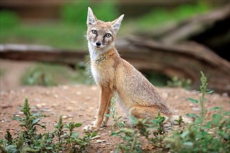 Corsican fox