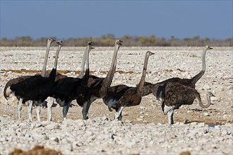 South African ostriches
