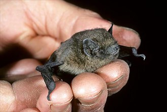 Rough-skinned bat