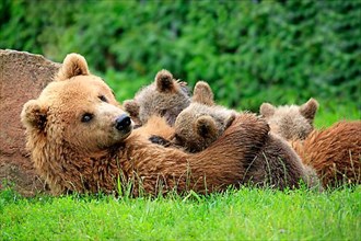 European brown bears