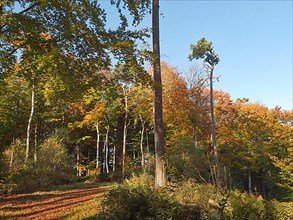 Autumn hiking trail on the Werder