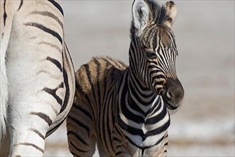 Burchells zebras