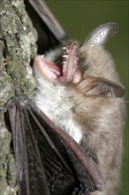 Water bat