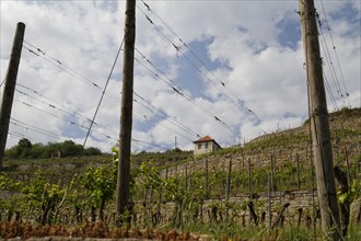 Vineyards near Freyburg