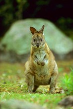 Red-necked red-necked pademelon
