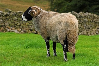 Domestic Sheep Swaledale ram