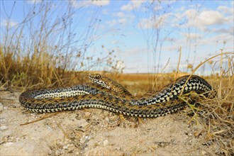 European lizard snake