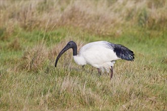 African african sacred ibis