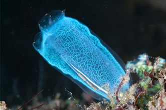 Delicate Blue Sea-squirt