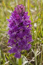 Flowering Anatolian Marsh Orchid