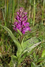 Broad-leaved orchid