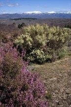 Broom heather and multiflorous broom with a view of the Sierra de Gredos