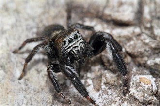 Black jumping spider